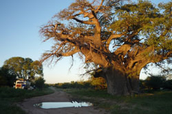 Weltweite Expeditionsreisen, Reisen mit Expeditionscharakter weltweit - Angola - Der Baobab dient uns als Übernachtungsplatz